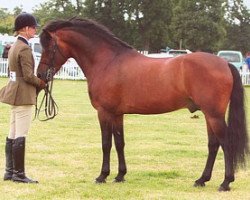 stallion Wayland Loganberry (New Forest Pony, 1999, from Wayland Cranberry)