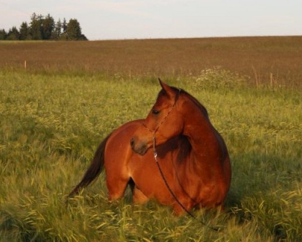 horse RM Hisaan Hadid (Arabian thoroughbred, 2009, from Arabah Abbah EAO)