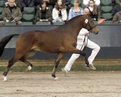 stallion Reekamp's Slogan (New Forest Pony, 2009, from Wayland Loganberry)