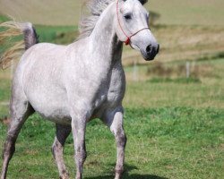 horse RM Jamal ox (Arabian thoroughbred, 2008, from KP Mazeer EAO)