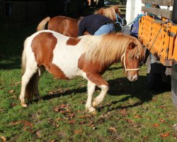 dressage horse Philou (Dt.Part-bred Shetland pony, 2011, from Putz)