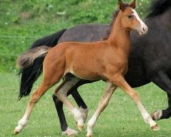 Deckhengst Westerveld's Hidde (New-Forest-Pony, 2013, von Reekamp's Slogan)