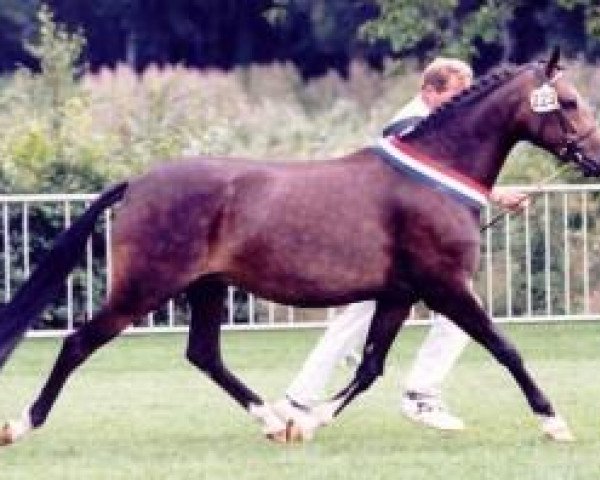 broodmare Westerveld's Valentine (New Forest Pony, 1994, from Valentino)