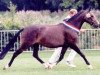 Zuchtstute Westerveld's Valentine (New-Forest-Pony, 1994, von Valentino)