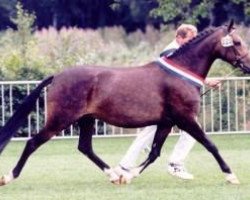 broodmare Westerveld's Valentine (New Forest Pony, 1994, from Valentino)