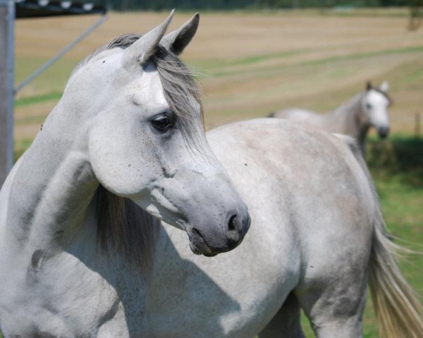 horse RM Misri (Arabian thoroughbred, 2007, from KP Mazeer EAO)