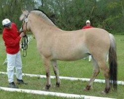 broodmare Trixi (Fjord Horse, 1999, from Merkur N.2743)