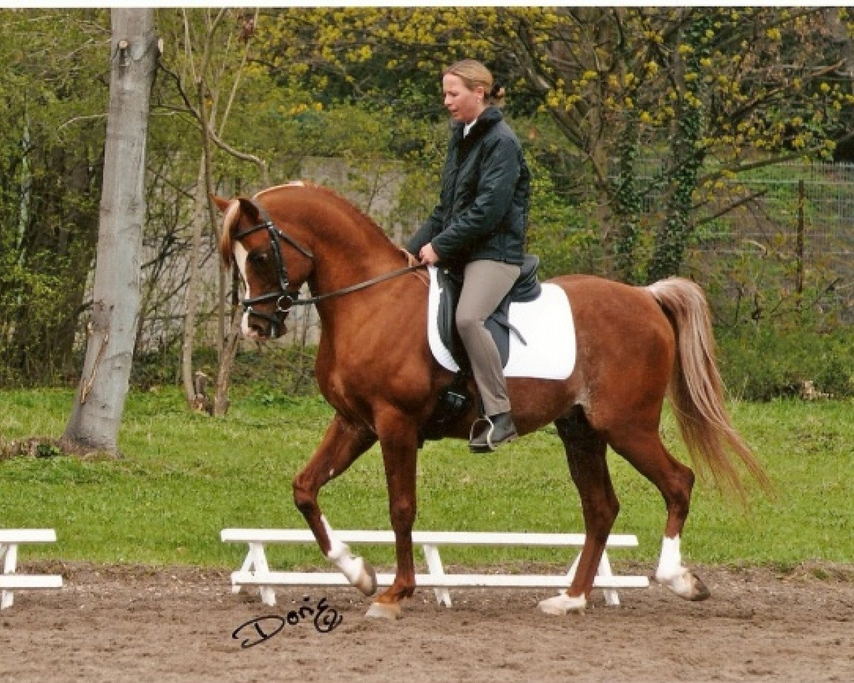 stallion Emiratus B EAO (Arabian purebred, 1995, from El Thay Mameluk EAO)