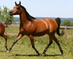 broodmare Shanah Halim EAO (Arabian thoroughbred, 1996, from Dalia Halim EAO)