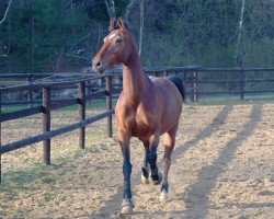 broodmare E-Ronja (Holsteiner, 1990, from Rosso)