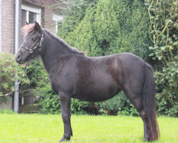 horse Victoria 98 (Dt.Part-bred Shetland pony, 2011)