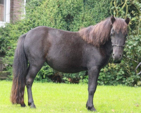 horse Camilla 135 (Dt.Part-bred Shetland pony, 2011)