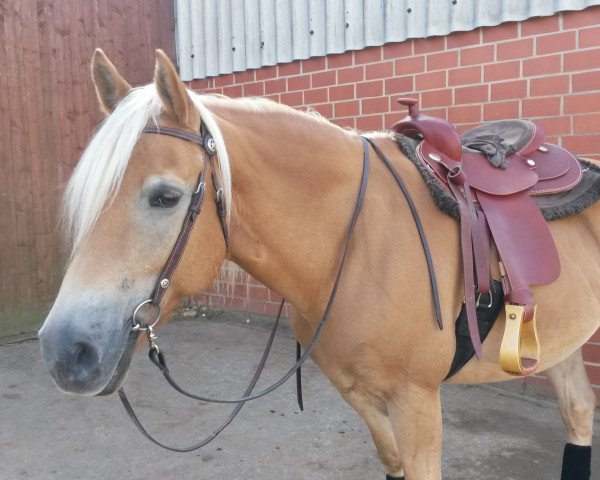 Pferd Anteus (Haflinger, 2004, von Amadeo)