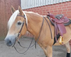 horse Anteus (Haflinger, 2004, from Amadeo)