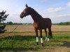 broodmare Steernken (Rhinelander, 2008, from Spielberg)