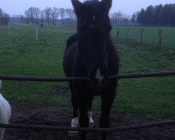 broodmare Gina Ginelly (Hanoverian, 1987, from Gardekuerassier)