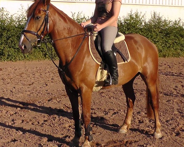 Pferd Rover (Irish Sport Horse,  )