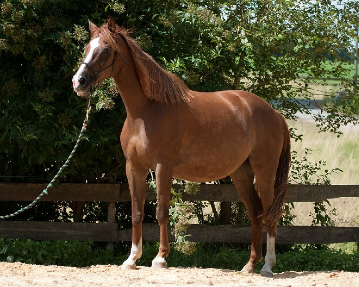 Zuchtstute Rendezvous (Trakehner, 2003, von Münchhausen)
