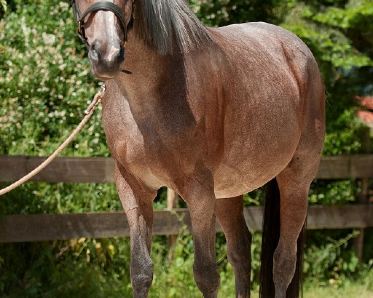 broodmare Shirly (Rhinelander, 1995, from Sir Chamberlain)