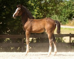 jumper Shizuko (German Warmblood, 2013, from Castellini)