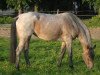 broodmare Lily my love (Trakehner, 2003, from Hofrat)