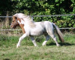 Pferd Amigo vom Eichengrund (Shetland Pony, 2013, von Arrive van de Zandkamp)