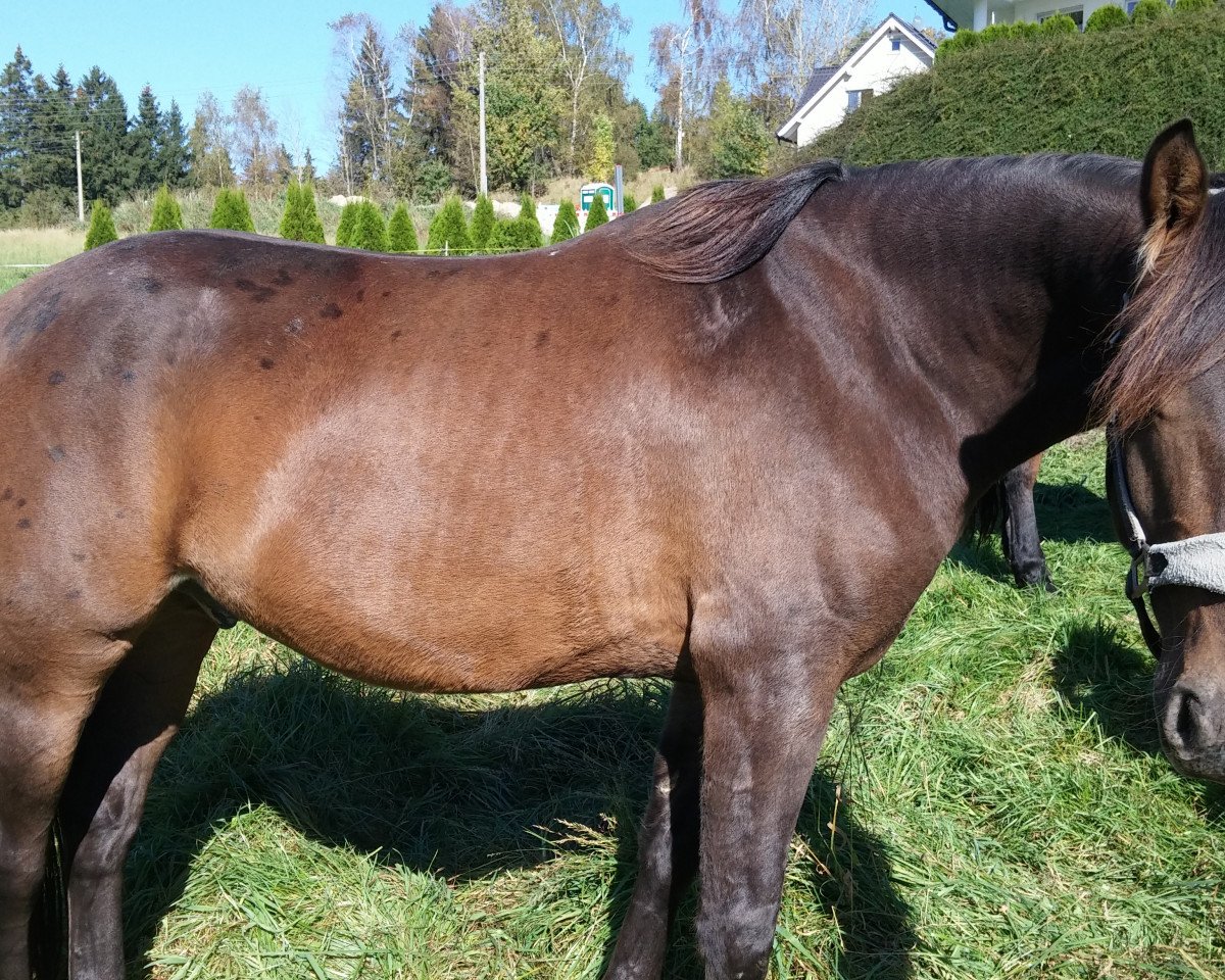 Dressurpferd Casey (Appaloosa, 2009)