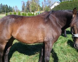 dressage horse Casey (Appaloosa, 2009)