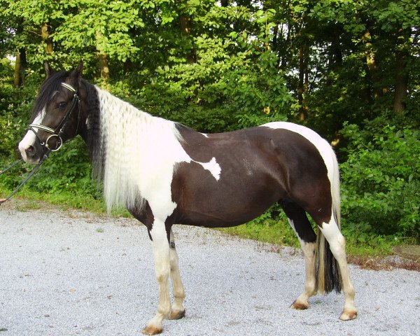 broodmare Silva (Pinto / Hunter, 2003, from Unbekannt Pinto)