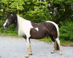 broodmare Silva (Pinto / Hunter, 2003, from Unbekannt Pinto)