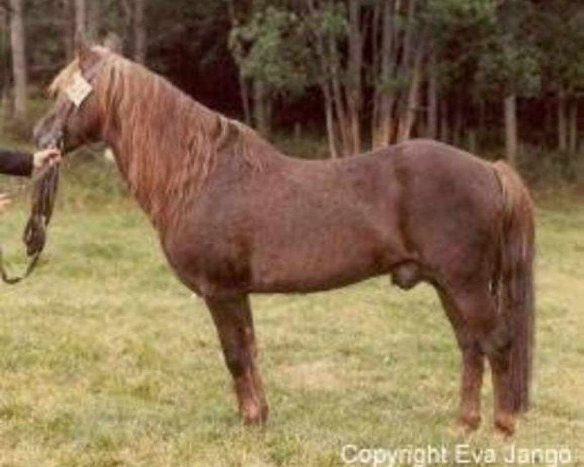 stallion Ashurst Wonder (New Forest Pony, 1959, from Pemberton Daniel)
