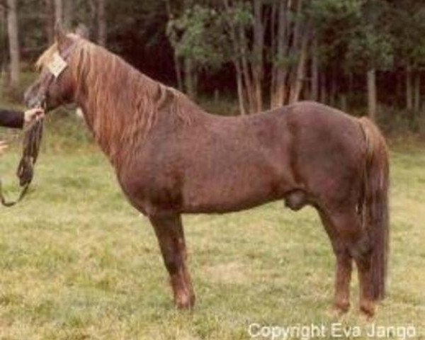 Deckhengst Ashurst Wonder (New-Forest-Pony, 1959, von Pemberton Daniel)