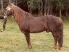Deckhengst Ashurst Wonder (New-Forest-Pony, 1959, von Pemberton Daniel)