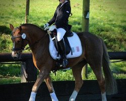 Dressurpferd Holsteins Milano (Deutsches Reitpony, 2005, von Holsteins Marcel)