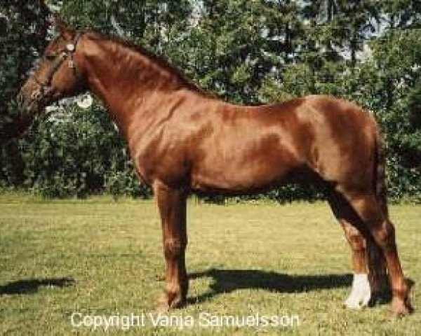 stallion Casimirsborgs Avocado (New Forest Pony, 1974, from Leede's Boy)