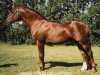 stallion Casimirsborgs Avocado (New Forest Pony, 1974, from Leede's Boy)