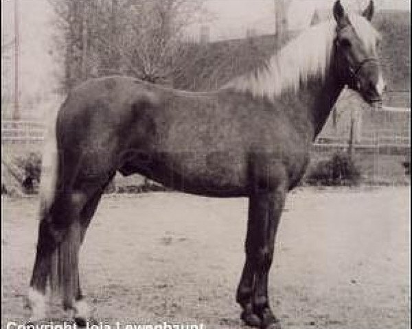 Deckhengst Leede's Boy (New-Forest-Pony, 1966, von Ashurst Wonder)