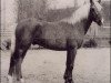 stallion Leede's Boy (New Forest Pony, 1966, from Ashurst Wonder)