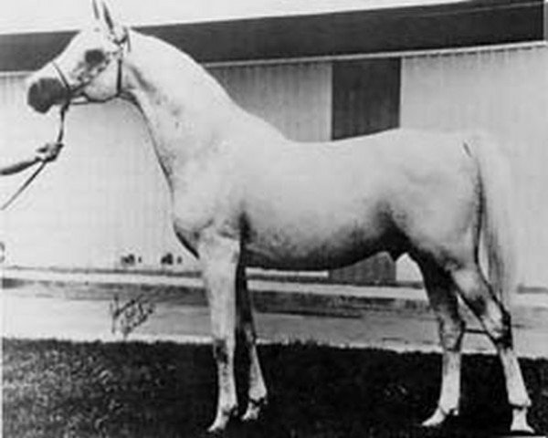 stallion Azraff 1949 ox (Arabian thoroughbred, 1949, from Raffles ox)