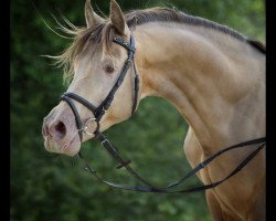 Deckhengst Khalvin Khlein KpM (Arabisches Halbblut / Partbred, 1998, von Khornerstone ox)