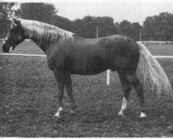stallion Notar 957 (Czech Warmblood, 1965, from Alarm)