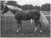 stallion Notar 957 (Czech Warmblood, 1965, from Alarm)