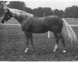 stallion Notar 957 (Czech Warmblood, 1965, from Alarm)