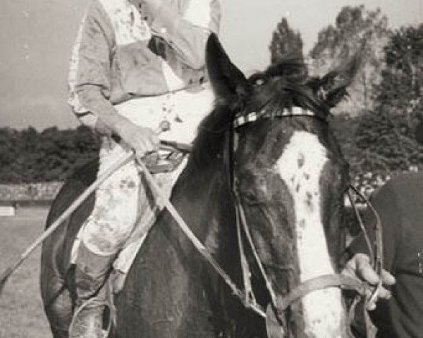 stallion Cavalet xx (Thoroughbred, 1959, from Liberal xx)
