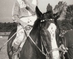 stallion Cavalet Trojsky (Czech Warmblood, 1971, from Cavalet xx)