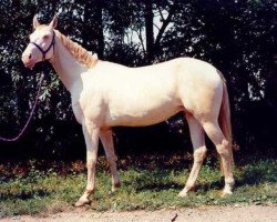 broodmare Novela (Czech Warmblood, 1990, from Garut-10)