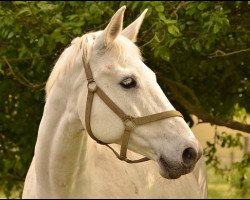 broodmare Salome (Mecklenburg, 1992, from Sonnenstrahl 3417)