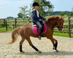 horse Kantje's Emy (New Forest Pony, 2009, from Poppings Macho)