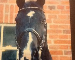 dressage horse Destination ofdreams (Hanoverian, 2000, from De Niro)