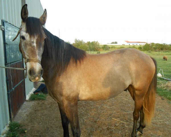 Pferd Star (Lusitano, 2009)